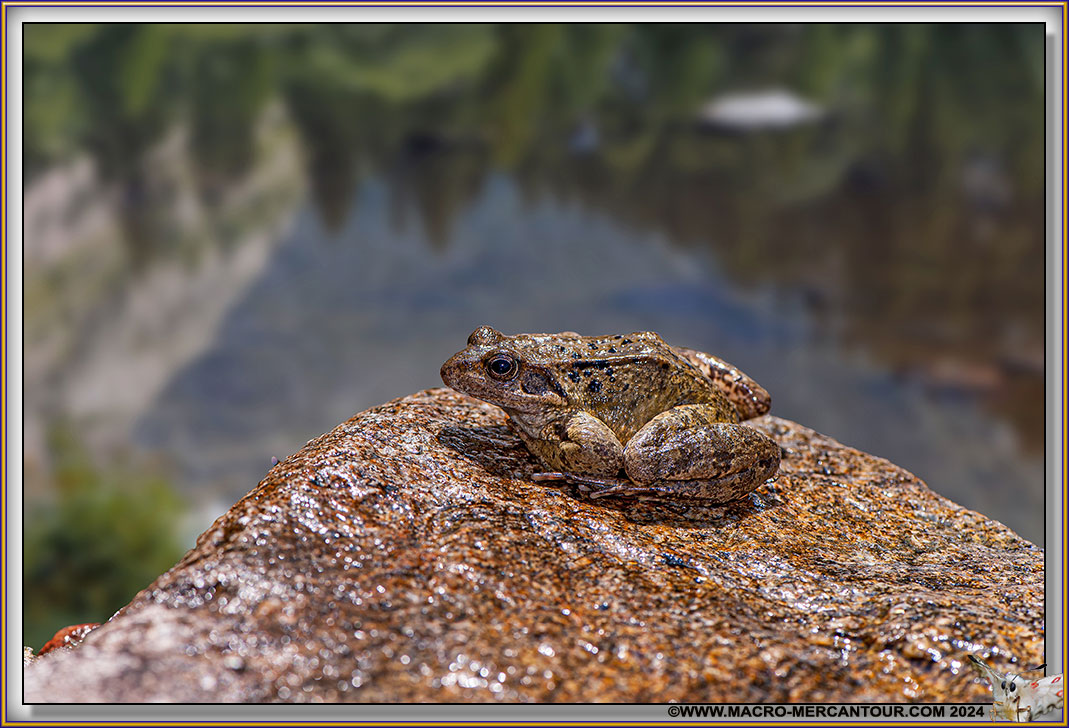Grenouille